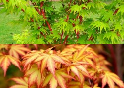 Acer Palmatum Sango Kaku / Zöld levelű Japán juhar